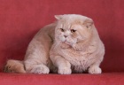 фото Британская кошка  отдам котенка