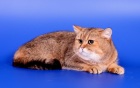 фото Британская кошка случка кошек, вязка