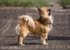 фото Чихуахуа вязка собак