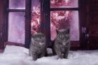 фото Шотландская вислоухая скоттиш-фолд и скоттиш страйт продажа котят