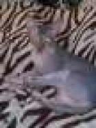 фото Канадский сфинкс случка кошек, вязка