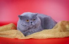 фото Британская кошка  случка кошек, вязка