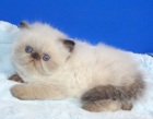 фото котята Персидская кошка Персидский гималайский котенок Юджин