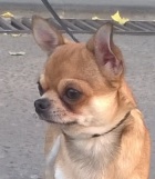 фото Чихуахуа вязка собак