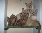 фото Тонкинез (тонкинская кошка) продажа котят