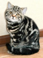 фото котята Британская кошка 