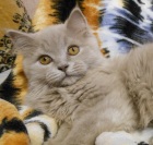 фото Скотиш страйт Шотландская  длинношерстная продажа котят