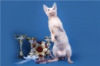 фото Канадский сфинкс  случка кошек, вязка