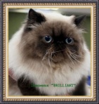 фото Персидская кошка  случка кошек, вязка