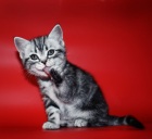 фото Американская короткошерстная продажа котят