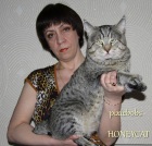 фото Пиксибоб  продажа котят