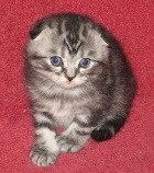 фото Шотландская вислоухая Скоттиш фолд продажа котят