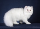 фото Персидская кошка Персидский котик продажа котят