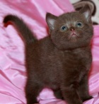 фото Британская кошка  продажа котят