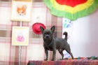 фото Чихуахуа  вязка собак