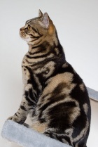 фото Американская короткошерстная Кот - Американский короткошерст продажа котят