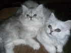 фото Персидская кошка 2 девочки, серебристые шиншиллы продажа котят