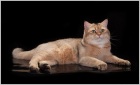 фото Британская кошка вязка.британец.золотая шиншилла случка кошек, вязка
