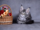 фото Мейн-кун  продажа котят