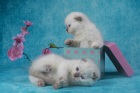 фото Скотиш фолд беленькие голубоглазые ангелочки продажа котят