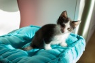 фото Европейская короткошерстная отдам котенка