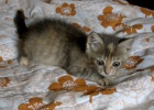 фото Гималайская отдам котенка