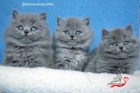 фото Персидская кошка  продажа котят