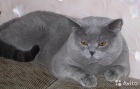 фото Британская кошка  случка кошек, вязка