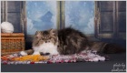 фото Персидская кошка замечательная персидская кошечка Rossiniolli Zabava продажа котят
