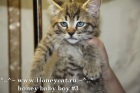 фото Пиксибоб кошка-рысь продажа котят