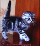 фото Шотландская вислоухая Скоттиш фолд, ШОУ-КЛАСС продажа котят