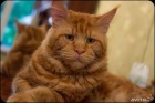 фото котята Мейн-кун Шикарный кот Чемпион.