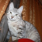 фото Египетская мау  отдам котенка