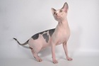 фото котята Канадский сфинкс для вязки