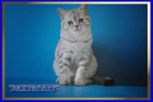 фото Скотиш страйт Шотландские котята продажа котят