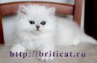 фото Персидская кошка продажа котят