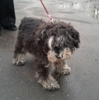 ���� ������������, ����������� �������  ������� ������