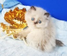 фото Персидская кошка Персидский гималайский котенок  Шарлотта продажа котят