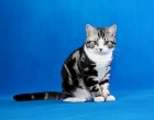 фото Американская короткошерстная  продажа котят