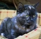 фото Японский бобтейл  отдам котенка