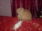фото котята Персидская кошка Персидская кошка