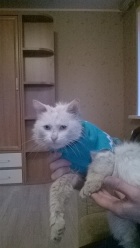 фото Ангорская кошка Кот,1 год найдена кошка