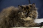 фото Персидская кошка Экзотическая продажа котят