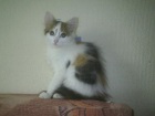 фото котята Европейская короткошерстная