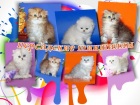 фото Персидская кошка  продажа котят