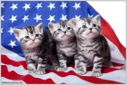 фото Американская короткошерстная  продажа котят