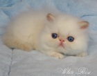 фото Персидская кошка Гималайские персидские котята продажа котят