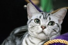 фото Американская короткошерстная Американская короткошерстная кошка 2 года в дар. продажа котят