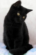 фото Британская кошка продажа котят