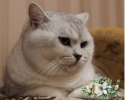 фото Британская кошка случка кошек, вязка